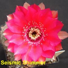 Seismic Shimmer.4.3.jpg 